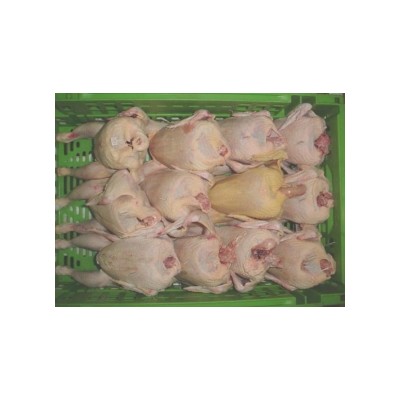 POLLO LIMPIO ET MQ BLA 1 0/12 (1.3)